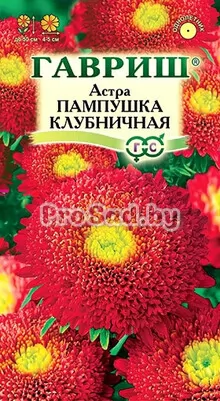 Астра Пампушка клубничная