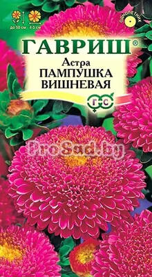 Астра Пампушка вишнёвая