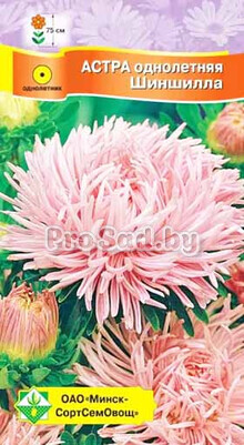 Астра Краллен Шиншилла