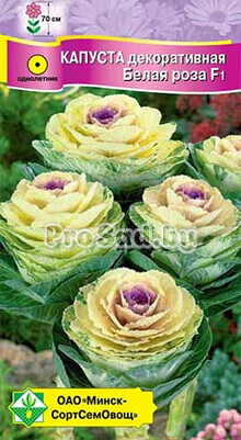 Капуста декоративная F1 Белая роза