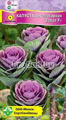 Капуста декоративная F1 Закат