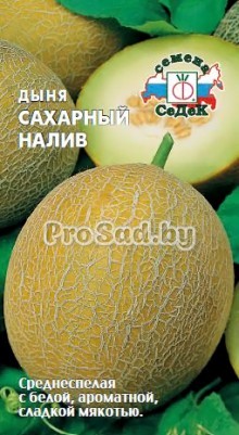 Дыня Сахарный налив