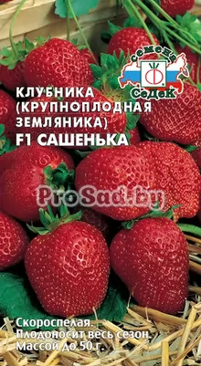Клубника (Крупноплодная земляника) F1 Сашенька