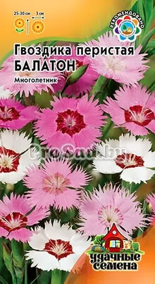 Гвоздика перистая Балатон, смесь