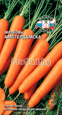 Морковь Амстердамска