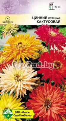 Цинния изящная Кактусовая