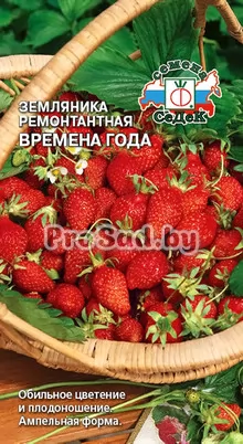 Земляника ремонтантная Времена года
