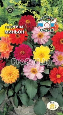 Георгина Миньон
