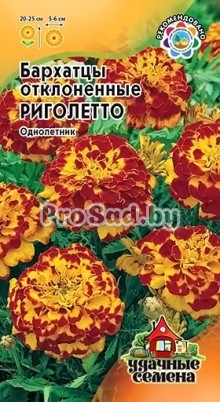 Бархатцы отклонённые Риголетто