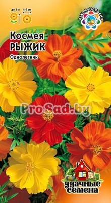 Космея Рыжик