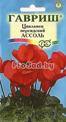 Цикламен персидский Ассоль