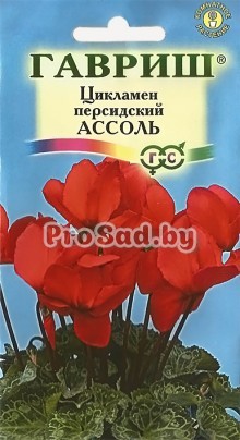 Цикламен персидский Ассоль