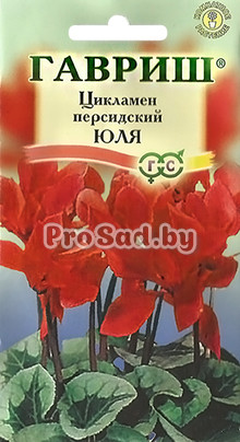 Цикламен персидский Юля