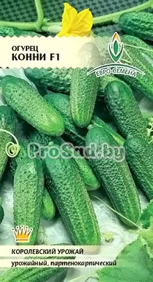 Огурец F1 Конни (Германия)