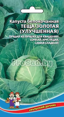 Капуста белокочанная Теща золотая (улучшенная)