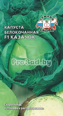 Капуста белокочанная F1 Казачок