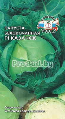 Капуста белокочанная F1 Казачок