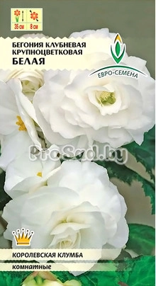 Бегония клубневая крупноцветковая Белая