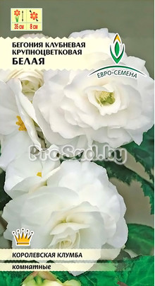 Бегония клубневая крупноцветковая Белая