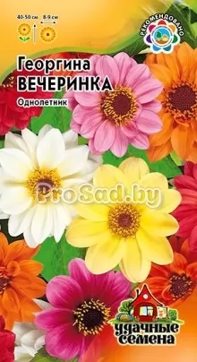 Георгина Вечеринка, смесь