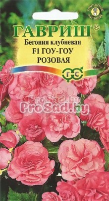 Бегония клубневая Гоу-Гоу Розовая