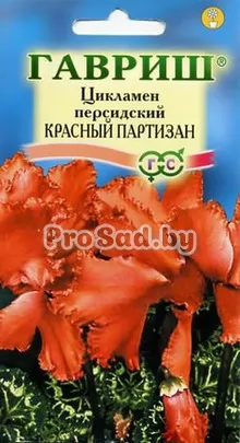Цикламен персидский Красный партизан