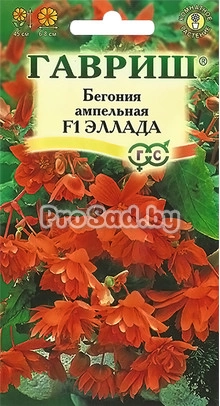 Бегония ампельная F1 Эллада