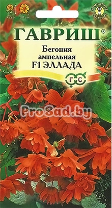Бегония ампельная F1 Эллада