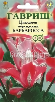 Цикламен персидский Барбаросса