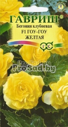 Бегония клубневая F1 Гоу-Гоу Жёлтая