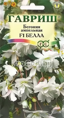 Бегония ампельная F1 Белла