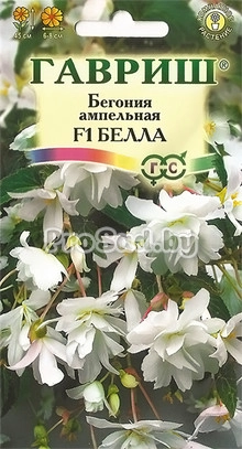 Бегония ампельная F1 Белла