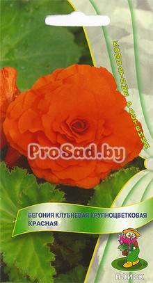 Бегония клубневая крупноцветковая Красная