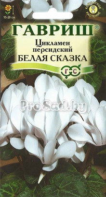 Цикламен персидский Белая сказка