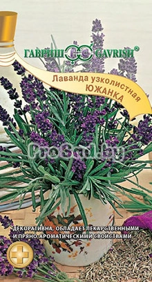 Лаванда узколистная Южанка