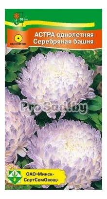 Астра пионовидная Серебряная башня (Германия)