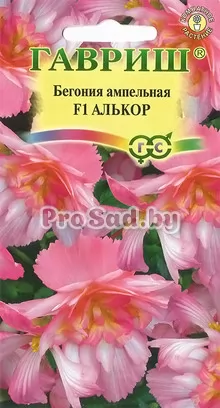 Бегония ампельная F1 Алькор