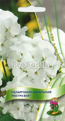 Пеларгония зональная Люстра вайт
