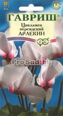 Цикламен персидский Арлекин