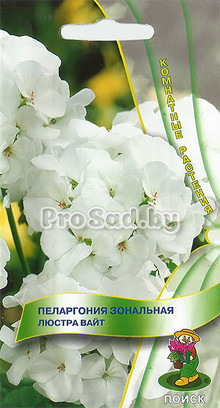 Пеларгония зональная Люстра вайт