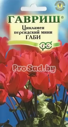 Цикламен персидский мини Габи