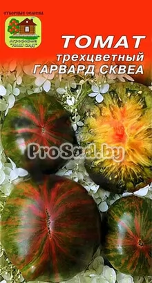 Томат трёхцветный Гарвард Сквеа