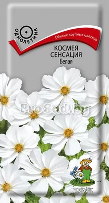 Космея Сенсация Белая