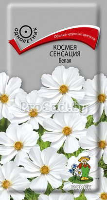 Космея Сенсация Белая