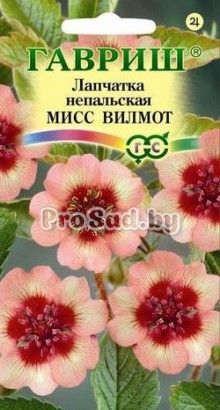 Лапчатка Мисс Вильмотт
