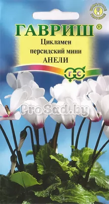 Цикламен персидский мини Анели