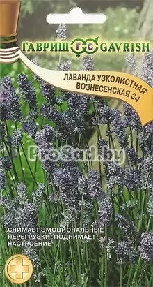 Лаванда узколистная Вознесенская 34