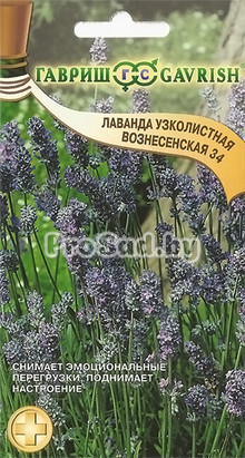 Лаванда узколистная Вознесенская 34