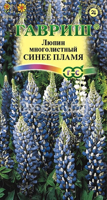 Люпин Рассела Синее пламя