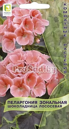 Пеларгония зональная Шоколадница Лососевая